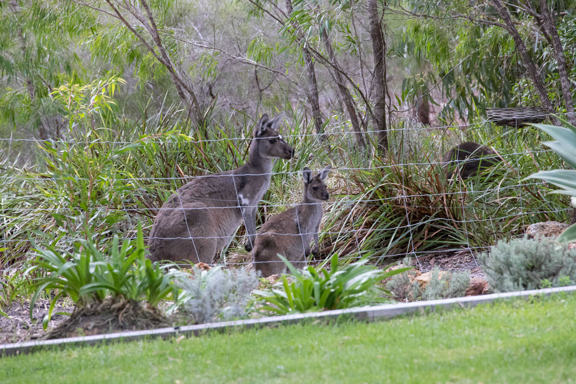 Llewellin's Guest House in Margaret River, Australia